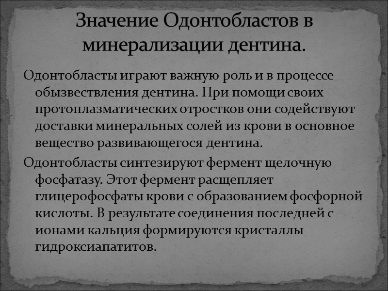 Одонтобласты играют важную роль и в процессе обызвествления дентина. При помощи своих протоплазматических отростков